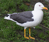 juvenile LBBG in October, ringed in Norway. (131273 bytes)